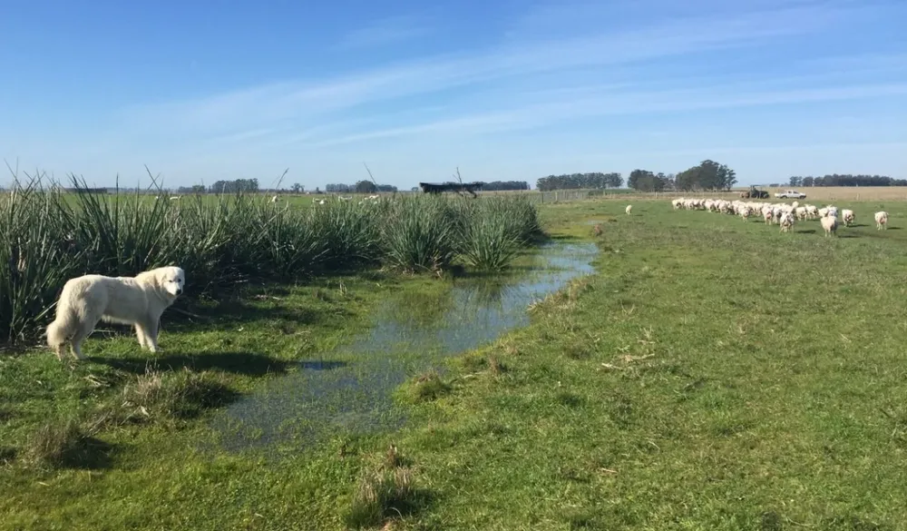Urso, era un perro de guardia.