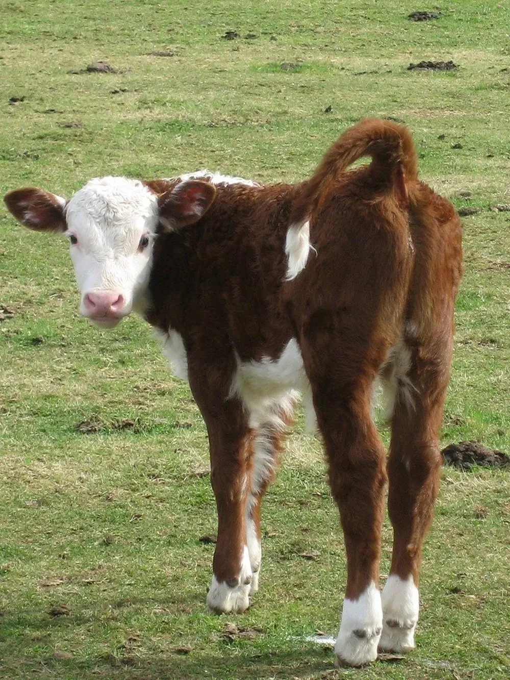 Preocupa la pérdida de terneros que no llegan a la etapa del destete
