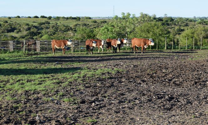 Cierra un 2025 histórico para la ganadería uruguaya