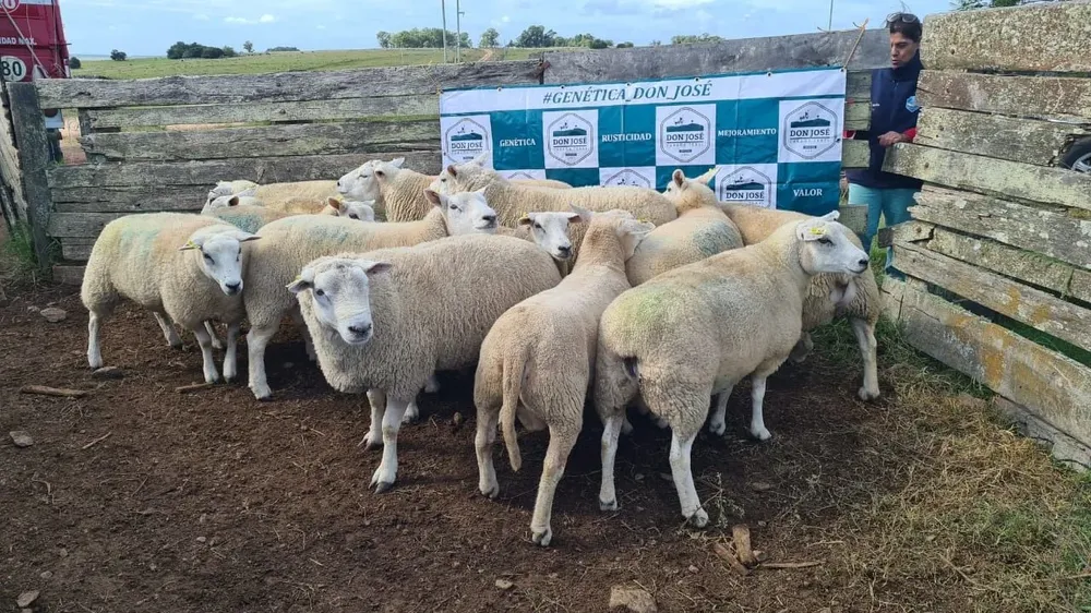 En el último negocio de la cabaña Don José se exportaron 195 animales.