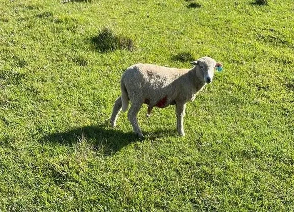 El ovino “empezó siendo bastante marginal, para empezar a testear, y hoy pisa fuerte”, dijo el productor.
