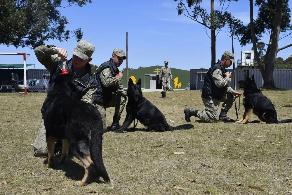 se puede entrenar a los perros para que no maten pollos