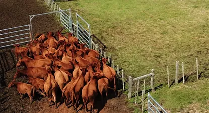 El Observador | 1582835893631.webp