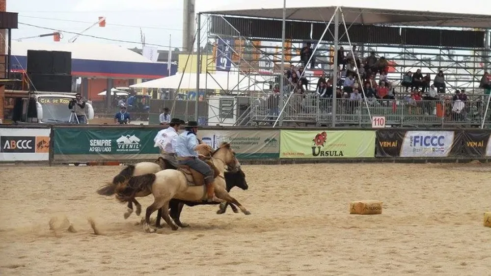Los uruguayos y sus machos Criollos en plena faena en Esteio.