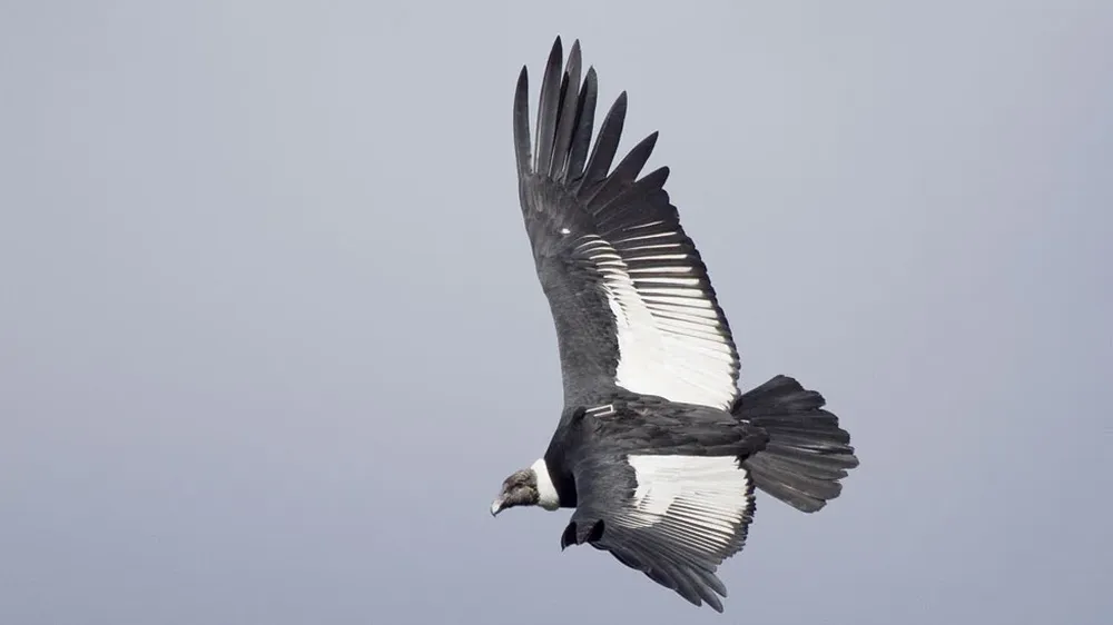 Los investigadores colocaron transmisores GPS en las aves. El transmisor puede verse en este cóndor hembra. Foto: Gonzalo Ignazi