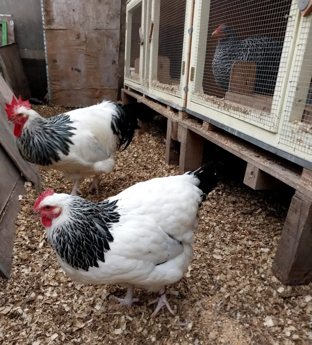 Raza: Sussex Armiñado.