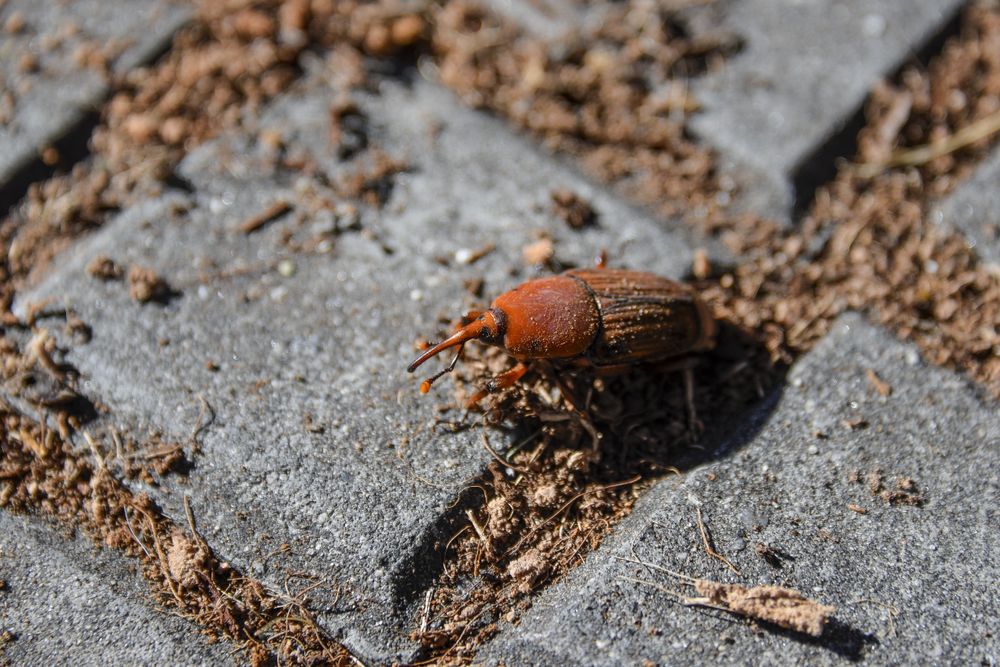 Poder Ejecutivo por picudo rojo