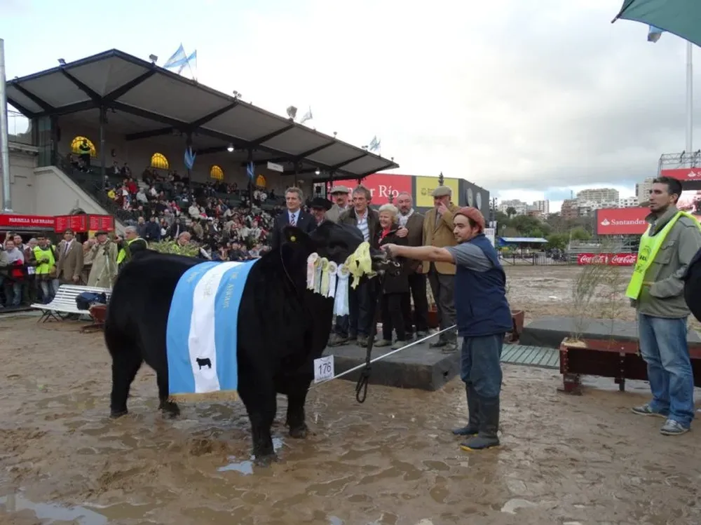 El Gran Campeón Angus en la Expo Palermo.