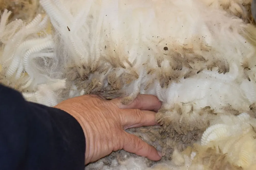 Mercado lanero: productores atentos a lo que sucede en el mercado internacional.