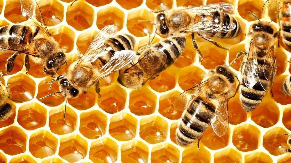 ¿Por qué las abejas abanican la miel con sus alas?