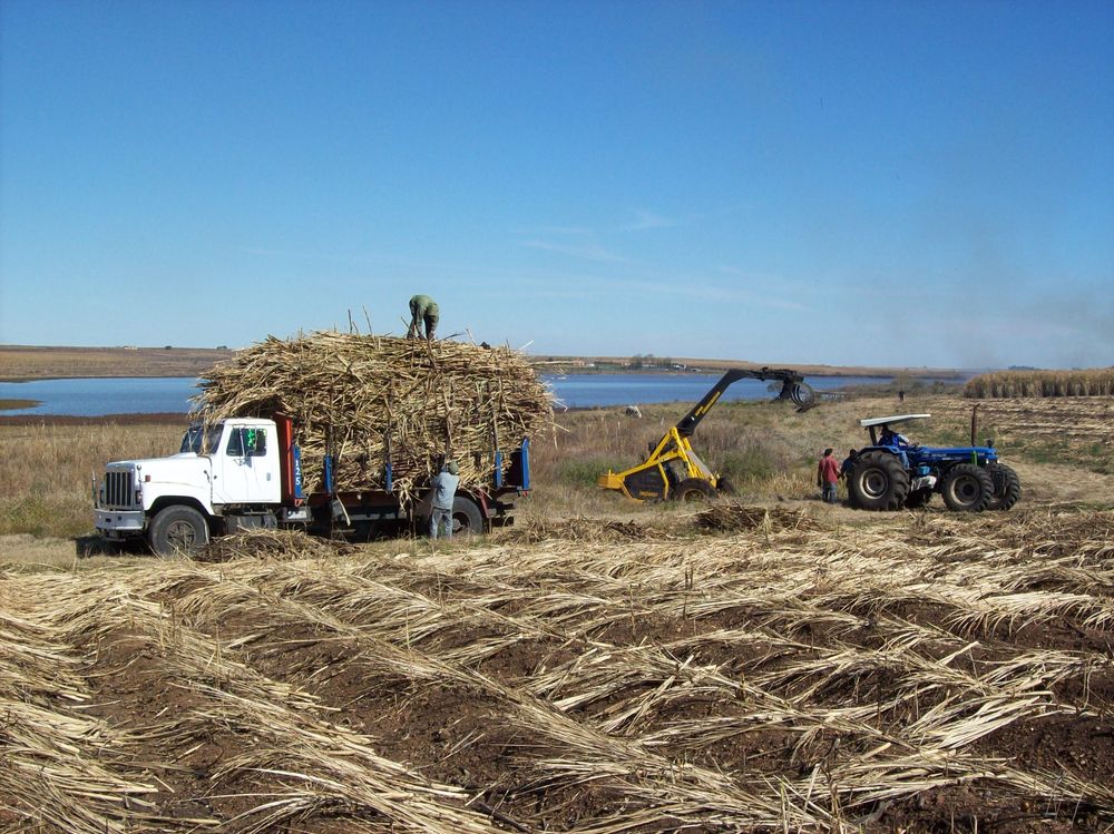 Caña de azúcar, producción clave en Bella Unión.