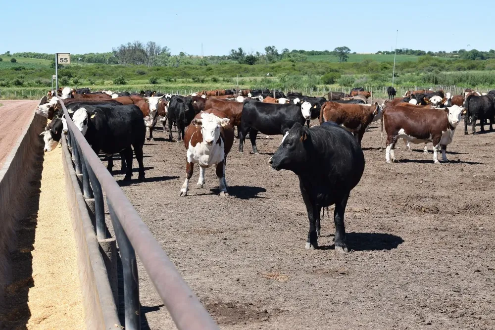 En Uruguay hay más de 120 corrales de engorde.