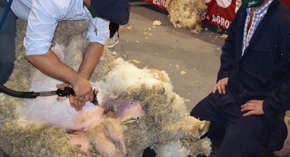 Mercado lanero, Blasina y Asociados.
