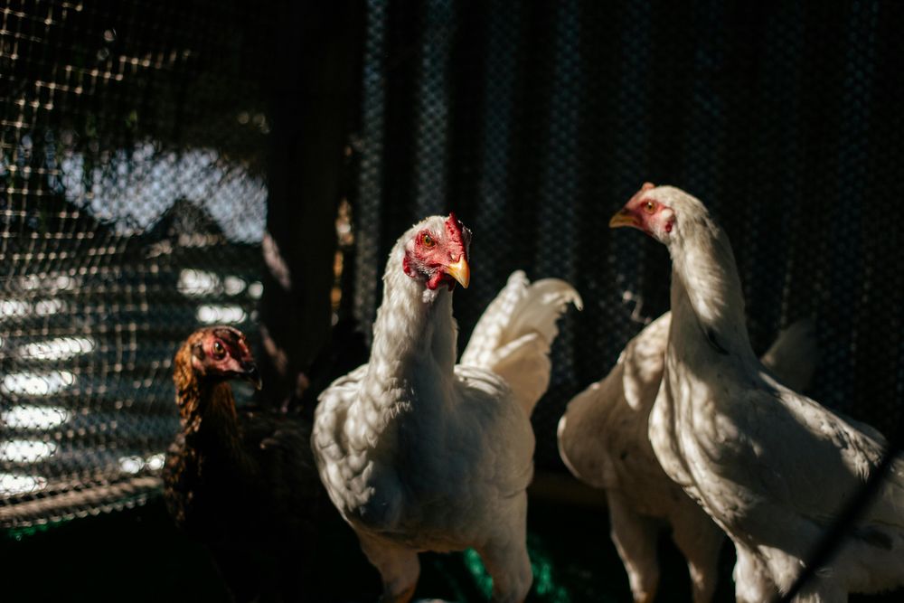 Gripe aviar: brote en Brasil, próximo a la frontera con Uruguay, genera preocupación.