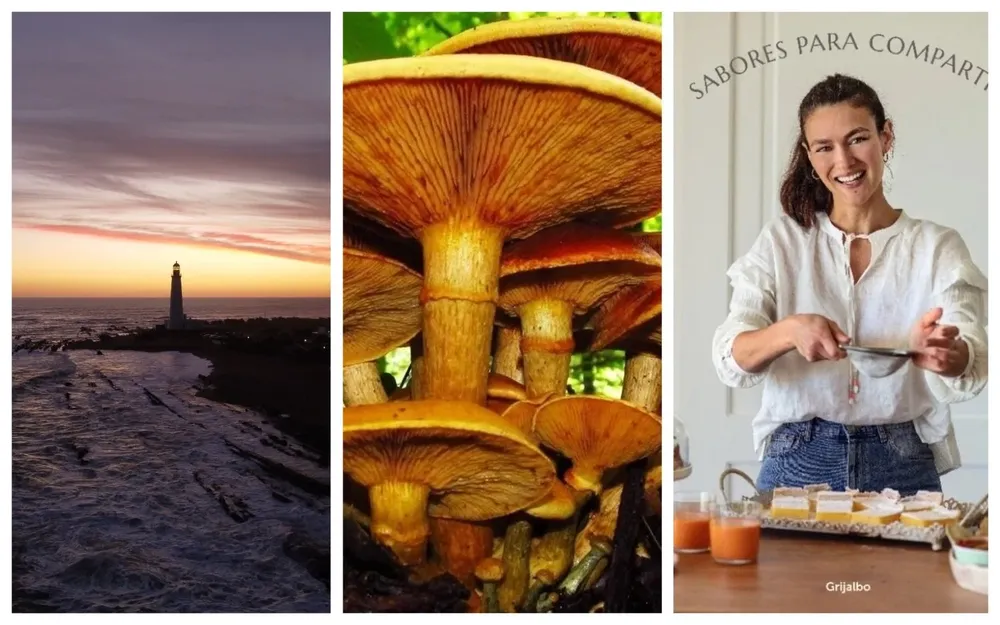 Turismo, hongos y gastronomía, en el picnic de hoy