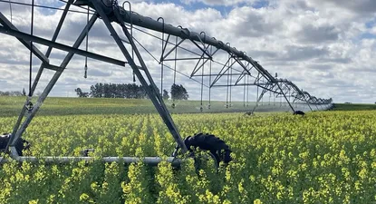 Cultivo de colza en floración bajo riego.