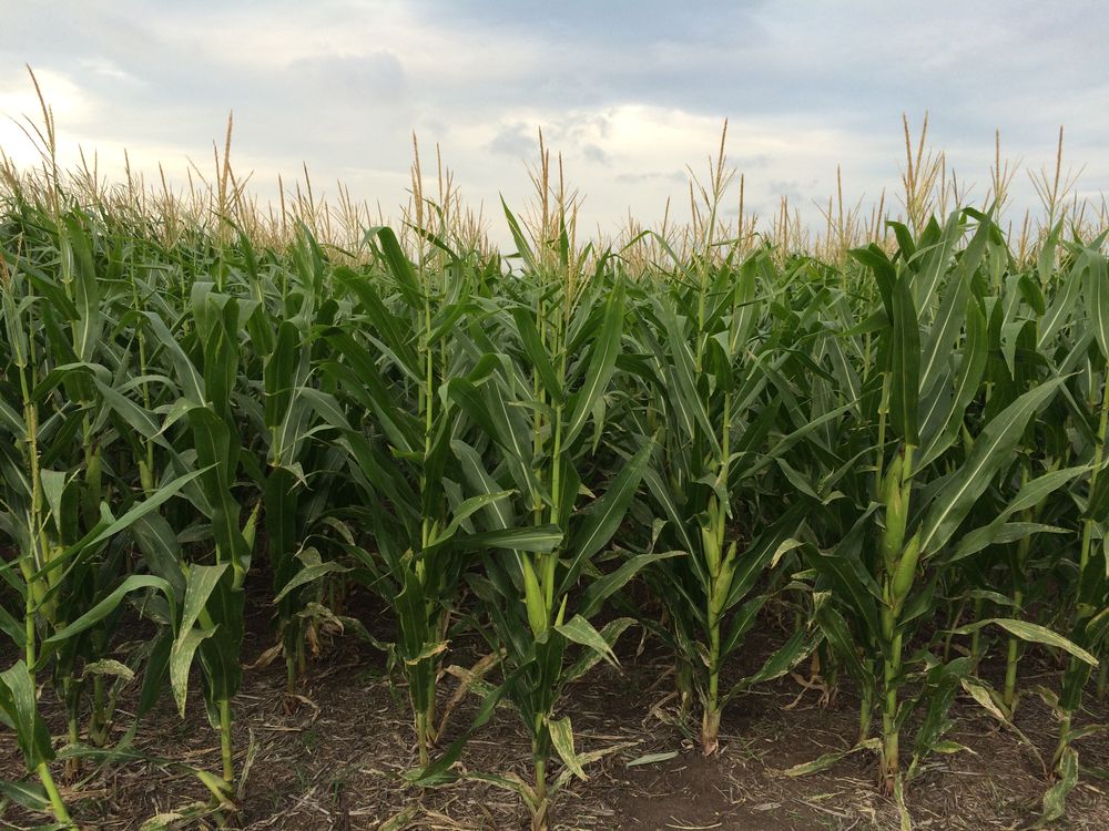 Syngenta: área con ensayos en maíz, en Soriano.