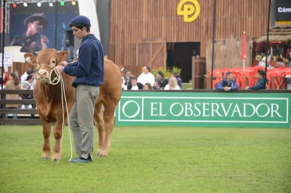 El ingreso de bovinos se completará entre jueves y viernes.