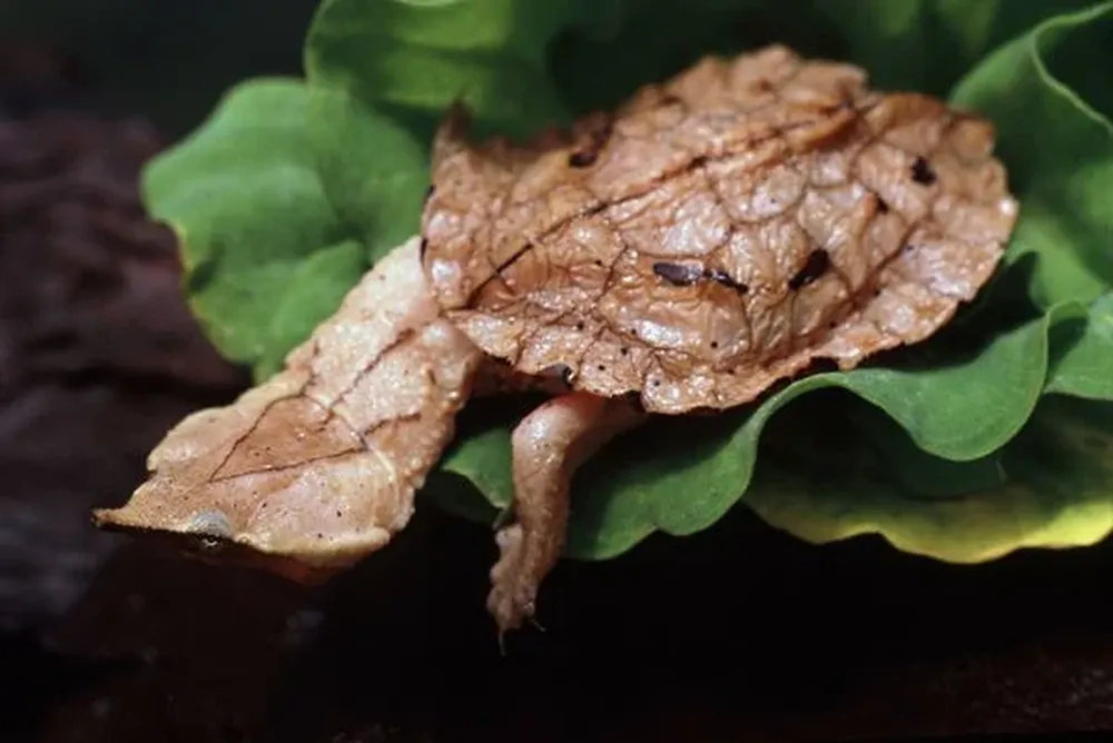 Mata mata Esta tortuga de agua dulce habita el río Amazonas y el Orinoco y, si bien se encuentran adaptadas para ser totalmente acuáticas, prefieren las aguas claras donde puedan sacar la cabeza para respirar. Si bien solo se alimentan de invertebrados y peces pueden llegar a pesar nos 15 kilos y, a pesar de lo que diga su apariencia, no son animales peligrosos para los humanos.