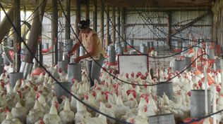 Gripe aviar: el MGAP trasladó recomendaciones no solo a los productores avícolas, también al resto de la población.
