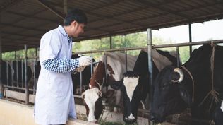 Fiebre aftosa: situación controlada, pero hay que estar atentos.