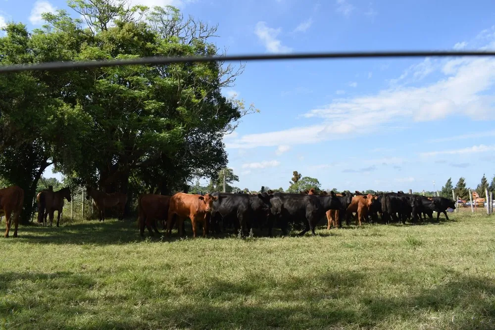 El mercado se tonifica para el novillo especial, con un ascenso de valores moderado.