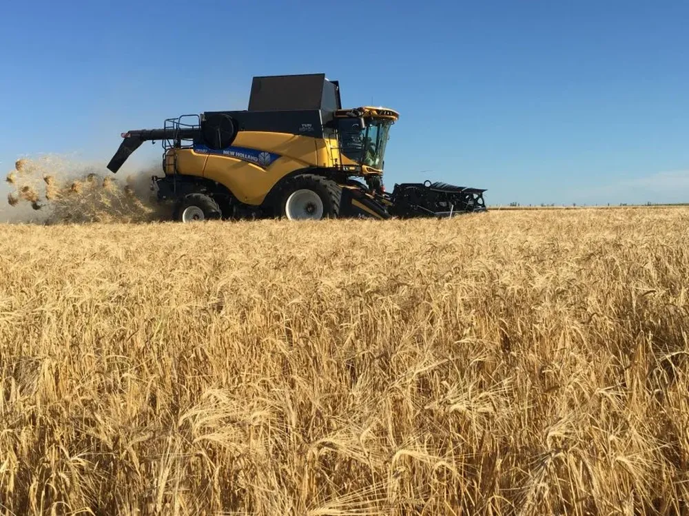 Esperan un promedio de 2.800 kilos por hectárea, insuficiente para cubrir los costos