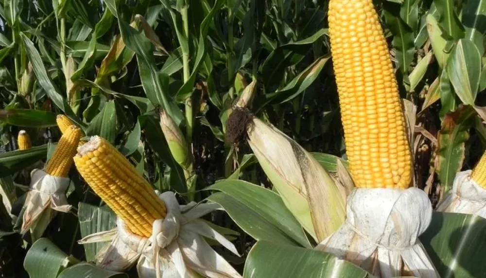 Chinos observaron cómo se produce, almacena y exporta