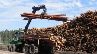 Industria de la madera en Uruguay