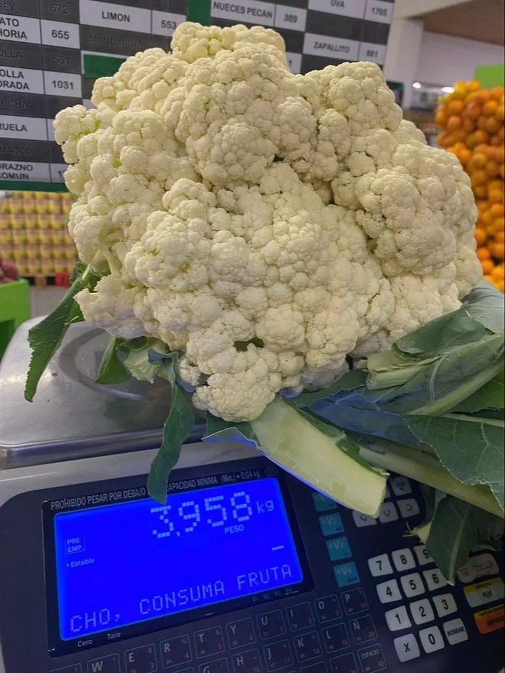 El repollo gigante de Colonia Valdense.