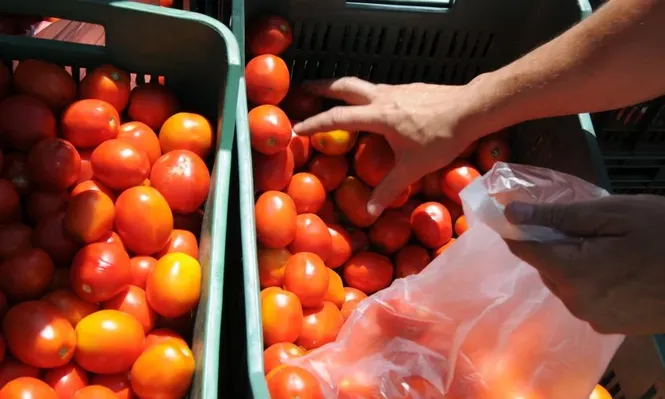 Lechuga y tomate con precios distanciados