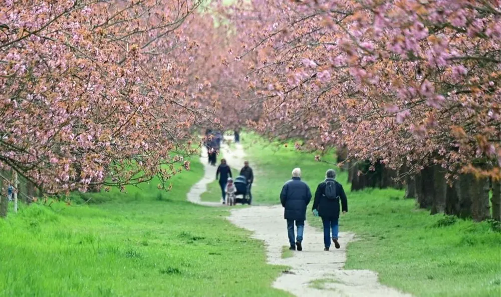 Las personas caminan a lo largo de los cerezos florecientes en el antiguo muro de Berlín en el distrito Teltow en un nublado