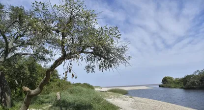 El Observador | Arazatí---DB_13.webp