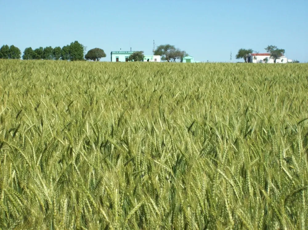 El llamado está dirigido a los “aglutinadores”, como por ejemplo cooperativas agrarias, organizaciones de productores o empresas financiadoras de insumos.