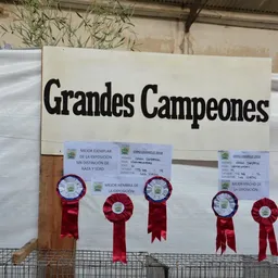 El mejor de todos los ejemplares expuestos en Carmelo, polo de la cunicultura nacional.