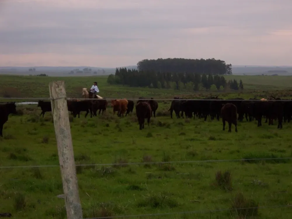 Las lluvias beneficiaron a la agricultura y también a la ganadería