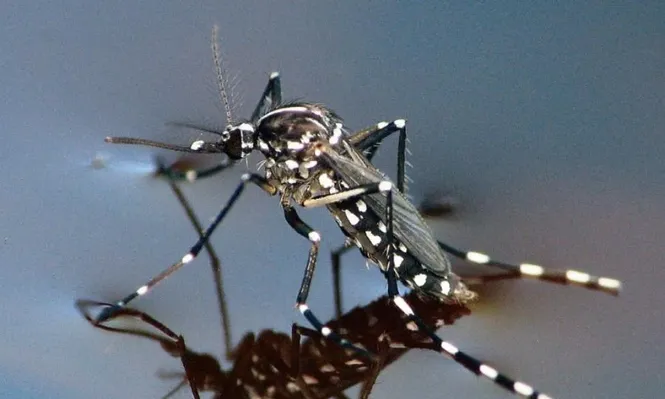 Permanece internado paciente con sospecha de dengue