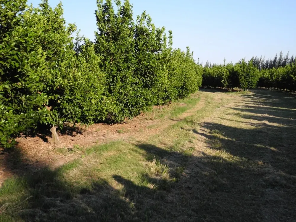Crecerá la producción en la próxima zafra