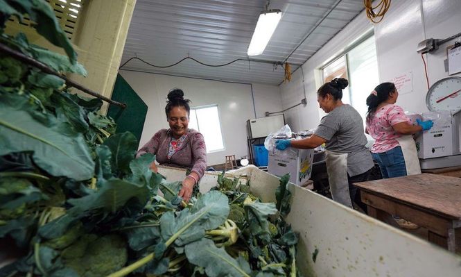 Los trabajadores agrícolas en EE.UU. ganan el sueldo mínimo o incluso menos.