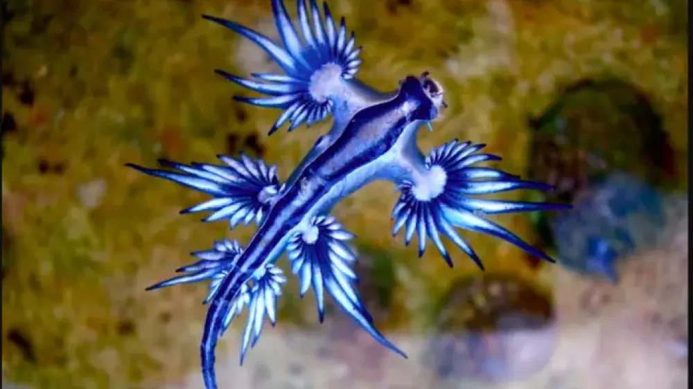 Cierran una playa de Cádiz por la presencia de dragones azules.&nbsp;