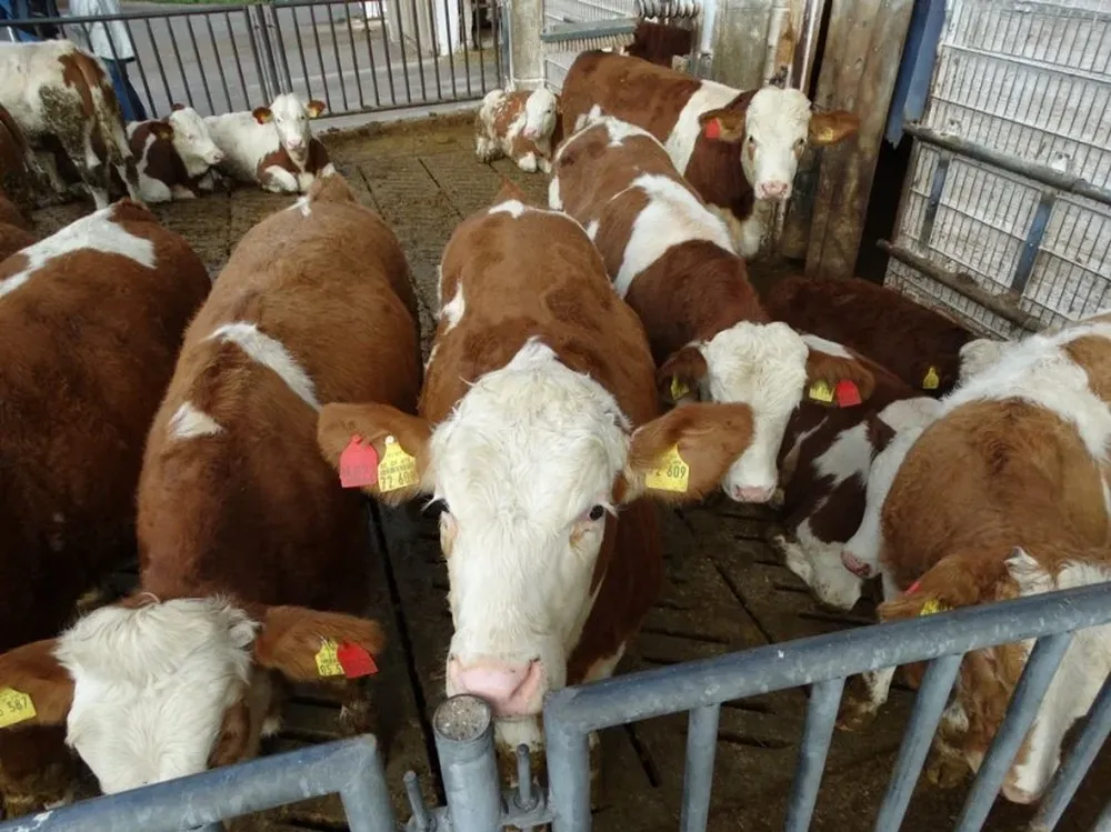 El precio del novillo gordo en Alemania es de 1.500 euros.