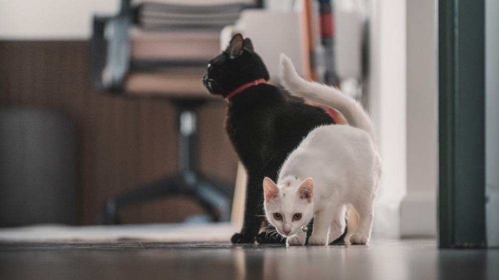gatos19102026