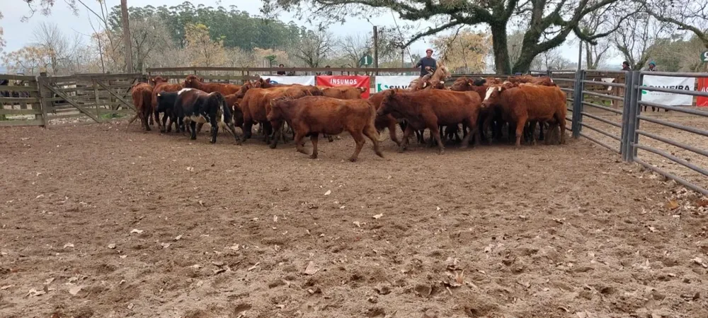 La oferta consideró 700 vacunos.