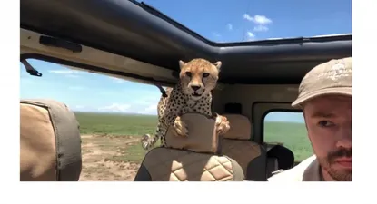 El video del chita que se subió a un safari con turistas en Tanzania