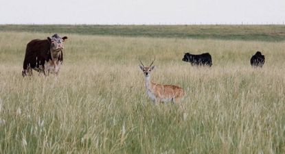 Concurso de fotografía MIRADAS DEL PASTIZAL: ganadería y biodiversidad