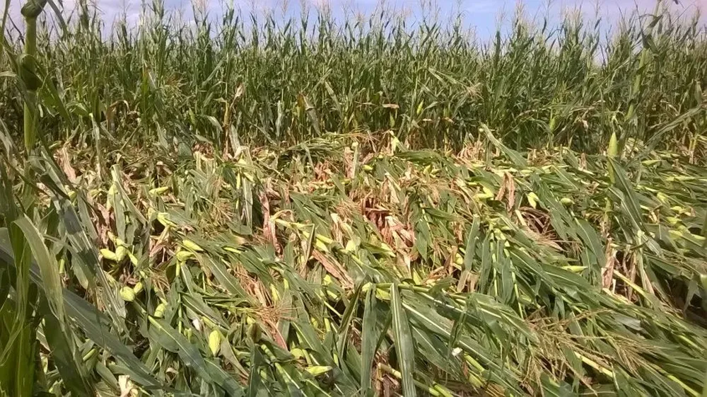 Maíces dañados en la zona de El Tala.