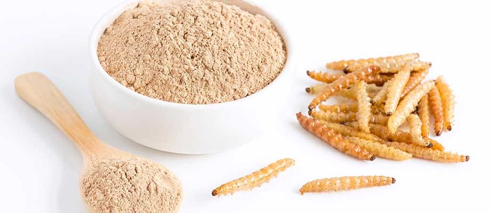 Unión Europea, ¿qué pasará con la harina de gusano en febrero?.