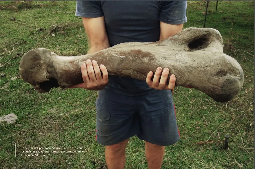 Un fémur del perezoso Lestodon: es de los huesos más grandes hallados hasta el momento