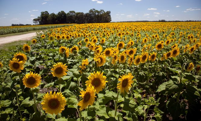 La molienda de girasol tuvo el mejor enero de los últimos 13 años