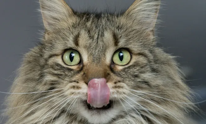 Los gatos demuestran su estado de ánimo con señales corporales.